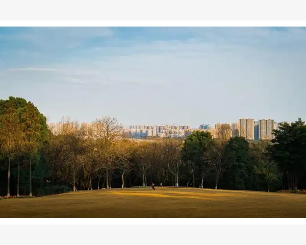 MT4技术线突然消失的常见原因与恢复方法